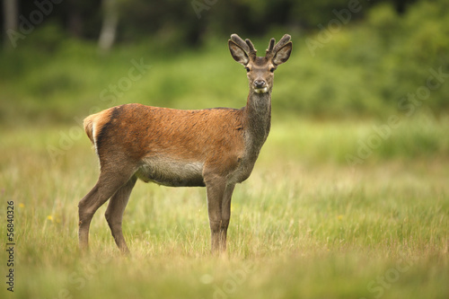 Fotografie Red deer, Cervus elaphus