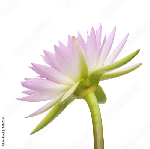 Amazon lily flower