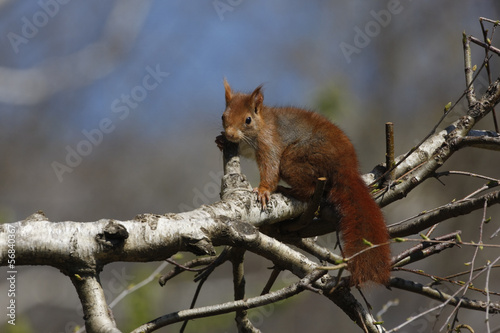 Red squirrel, Sciurus vulgaris