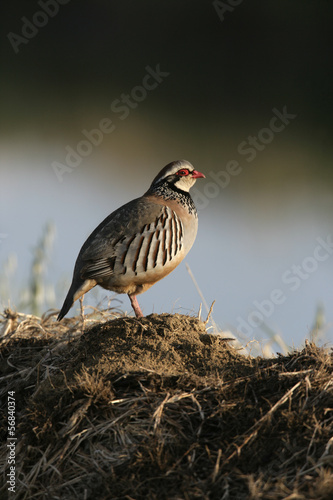 Red-legged partridge, Alectoris rufa Fototapet