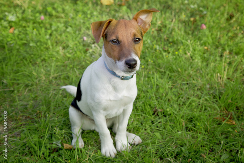 Jack Russel puppy obedient © lyudmylagromova