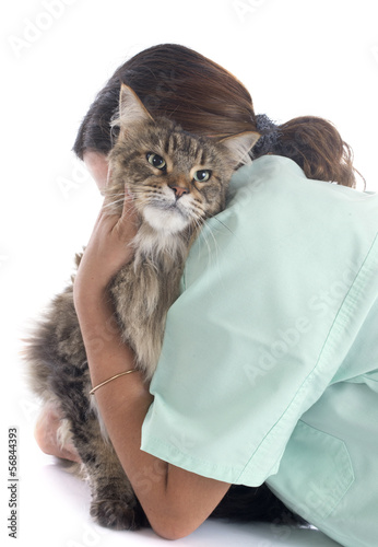 Canvastavla maine coon cat an vet
