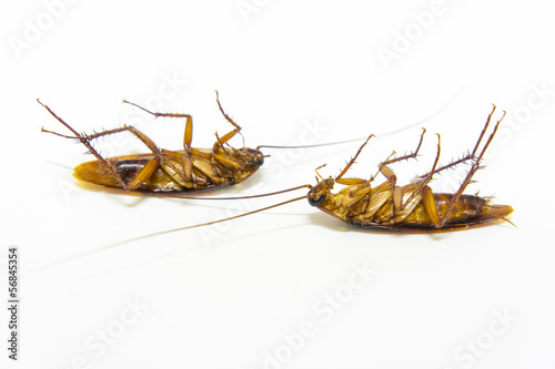 two cockroach dead
