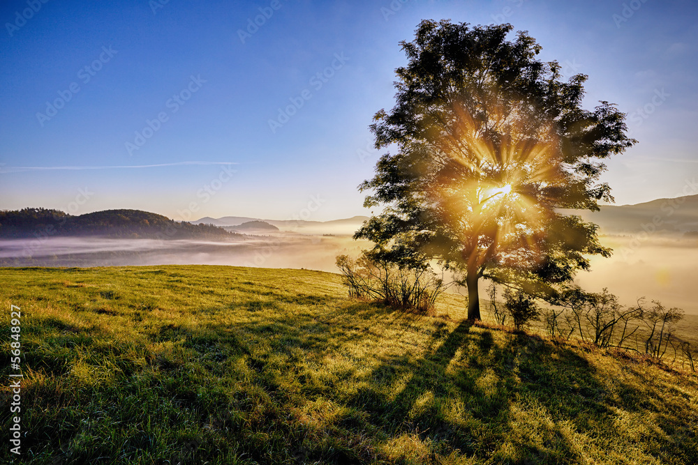 Fototapeta premium wschód słońca przechodzi przez mgliste drzewo