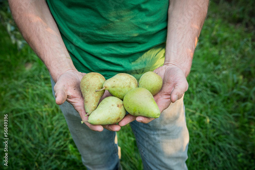 Bauer zeigt gesunde Birnen in seinen Händen