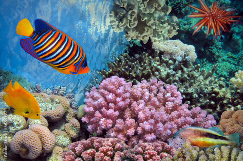 Fototapeta Naklejka Na Ścianę i Meble -  Underwater shoot of vivid coral reef with a fishes