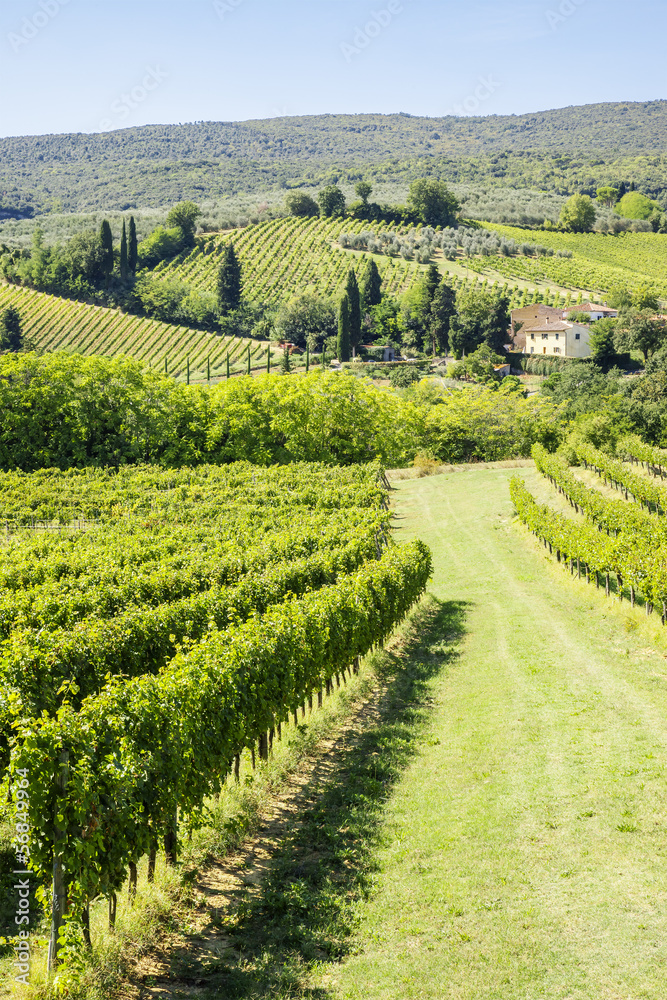 Wine Hill Italy