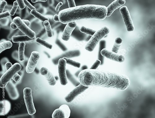 Fotografija Bacteria cells