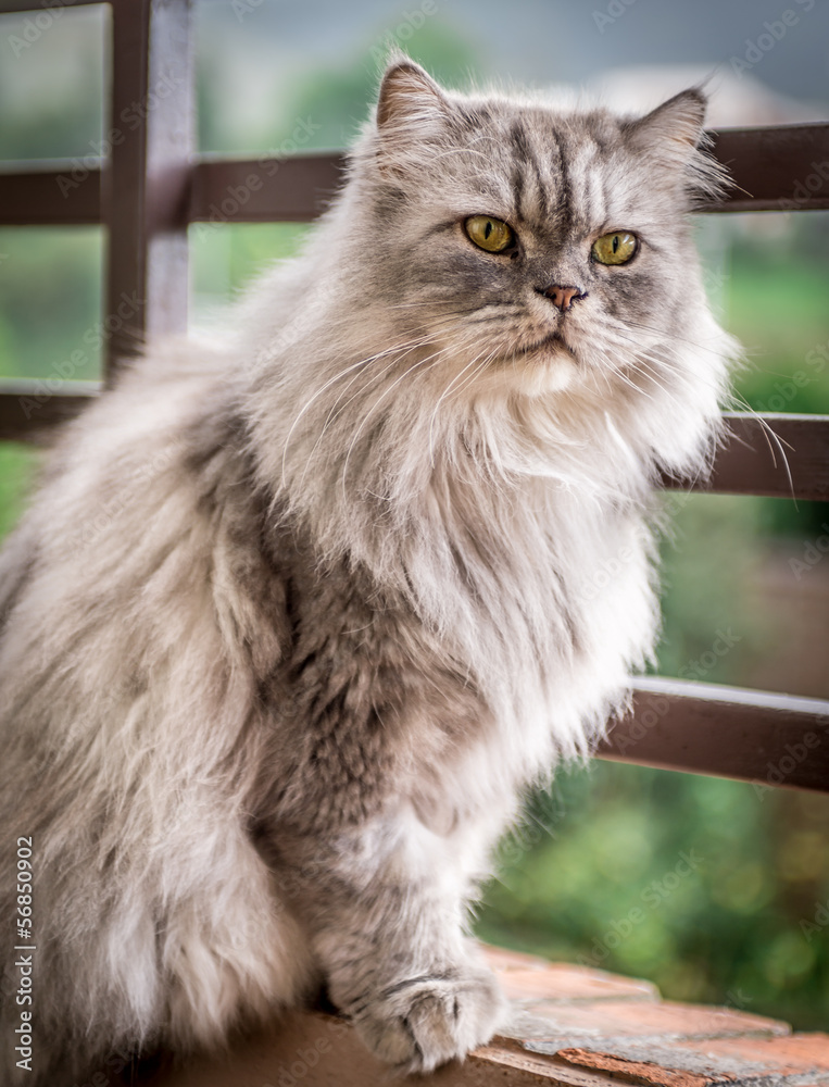 Grey persian Cat