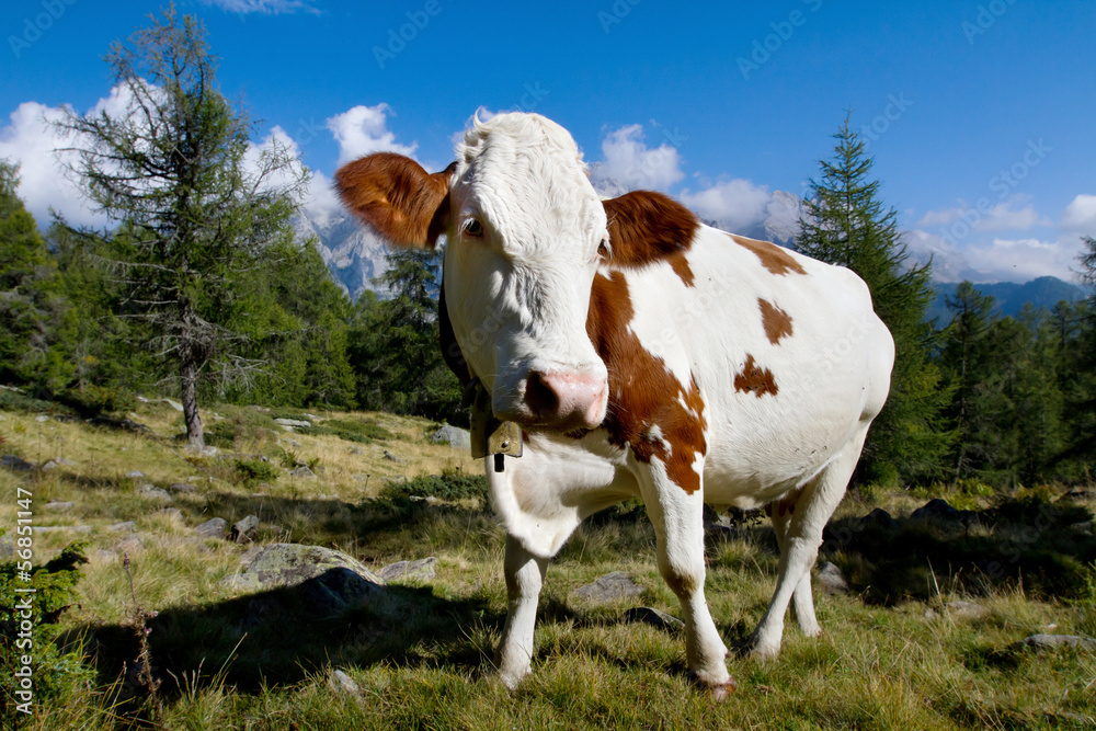 brown cow on a green meadow in Alps mountains