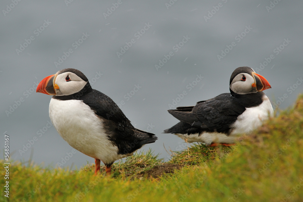 Puffins in the rain Puffins in the rain