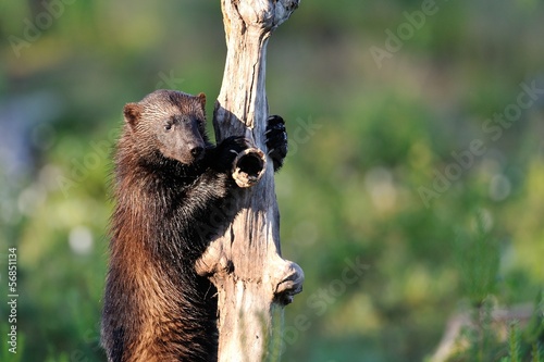 Wolverine climb up a tree photo