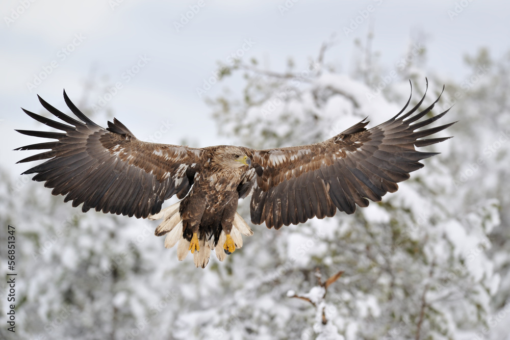 Obraz premium Bielik w locie