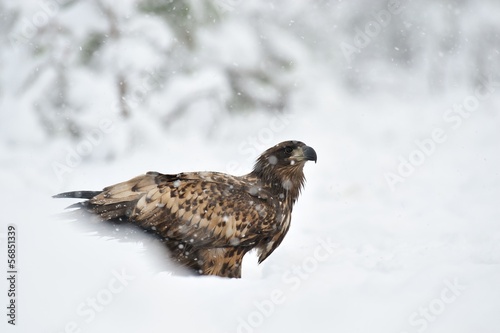 White-tailed Eagle in snowfall