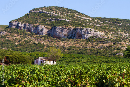 Weinanbaugebiet Nemea, Griechenland photo