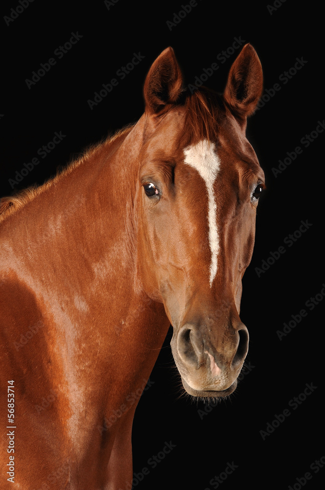 Fototapeta premium Pferd Fuchsstute Studioportrait