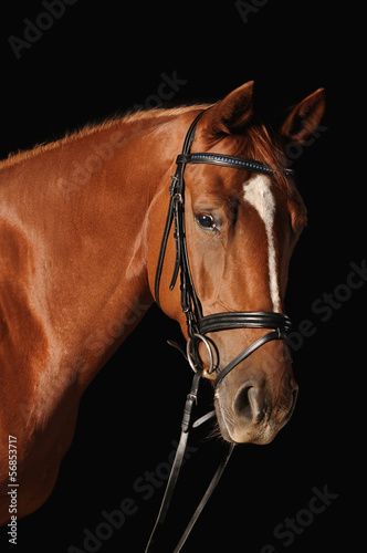 Pferd Fuchsstute Studioportrait © lwfoto