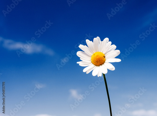 Fototapeta Naklejka Na Ścianę i Meble -  flower