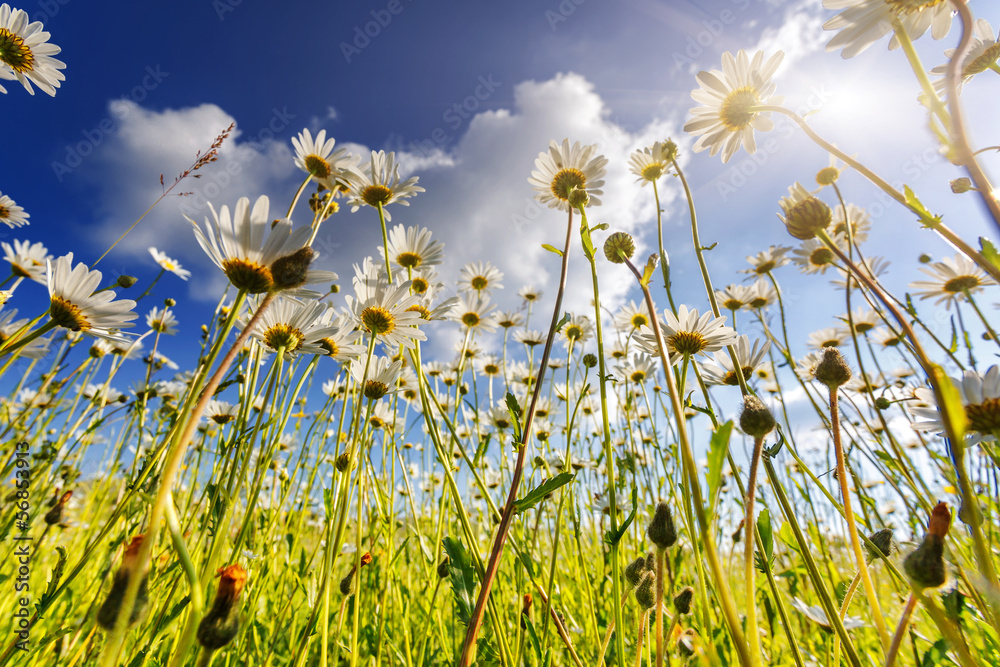 flower flower