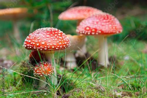 Fly-agaric in a forest