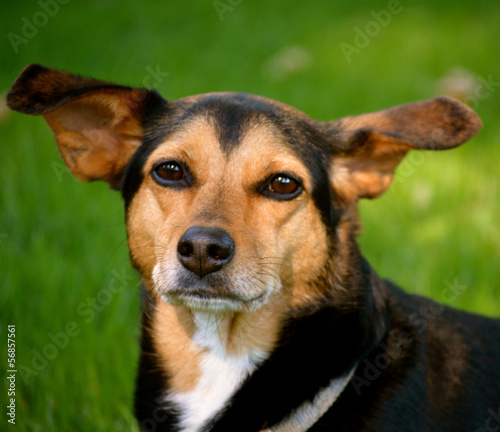Meagle - Min-Pin Beagle Mixed Breed Dog © Refocus Photography