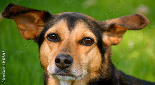 Meagle - Min-Pin Beagle Mixed Breed Dog