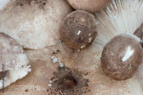 Lepiota rhacodes of different sizes photo