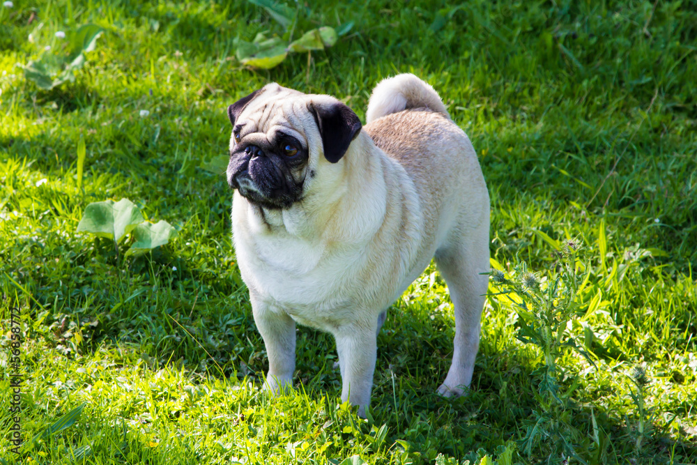 pug dog outdoor