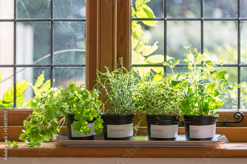 Herbs on a windowsill photo