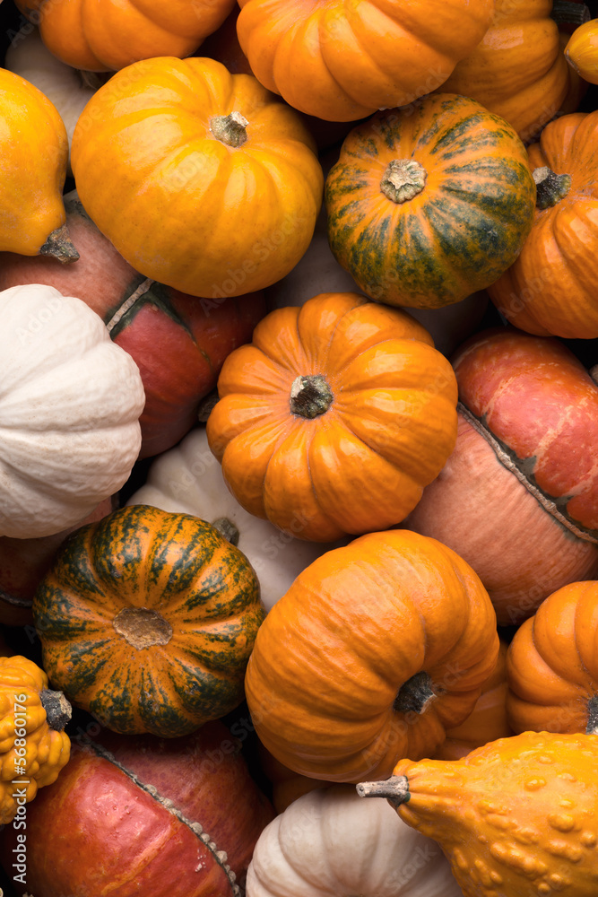 Fototapeta premium Pumpkins background