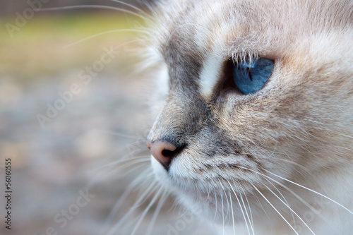 White cat head with blue eyes, muzzle and whiskers in close-up