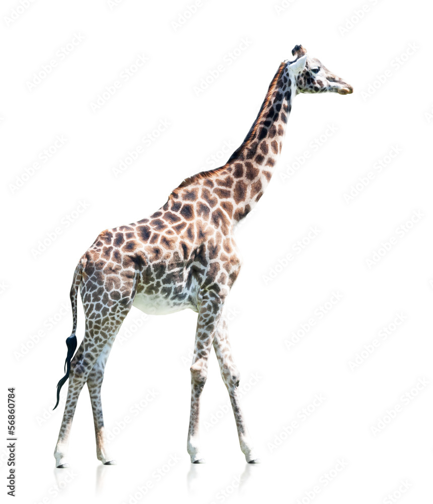 Obraz premium profile view of a giraffe isolated on a white background