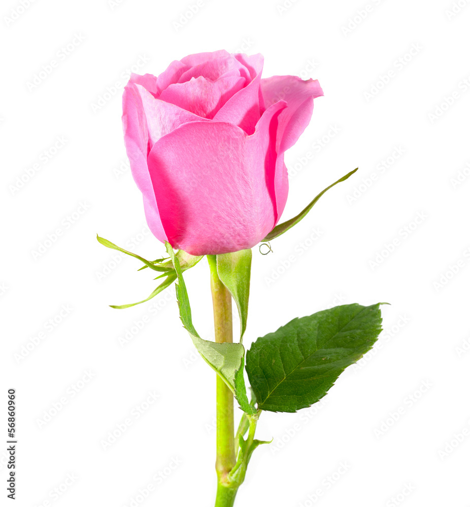 pink rose isolated on a white background pink rose isolated on a white background