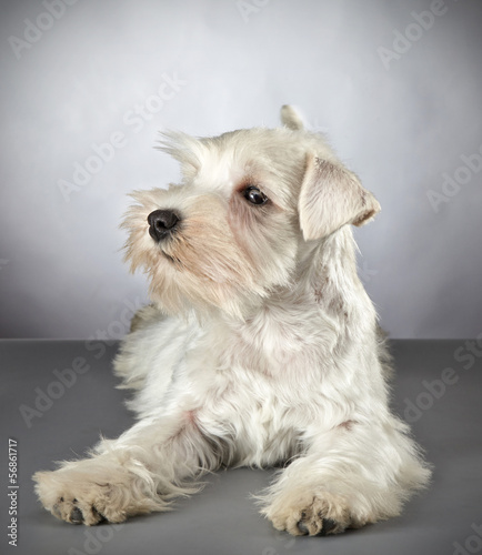 white miniature schnauzer puppy