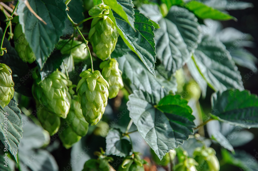 Fresh green hops Fresh green hops