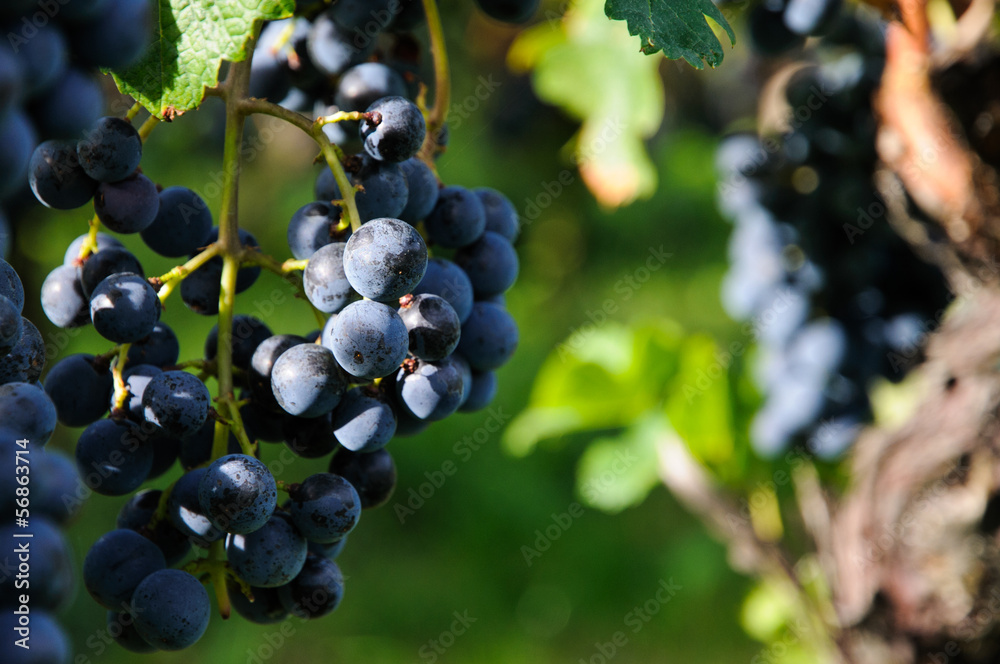 Bunches of red wine grapes