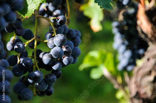 Bunches of red wine grapes