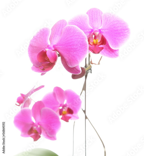 Phalaenopsis. Purple orchid on white background