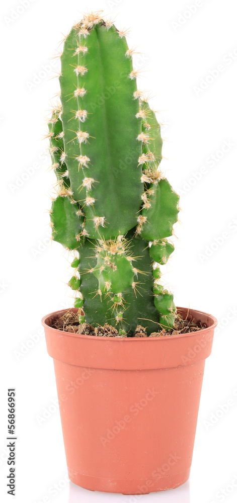 Cactus in flowerpot, isolated on white background Cactus in flowerpot, isolated on white background