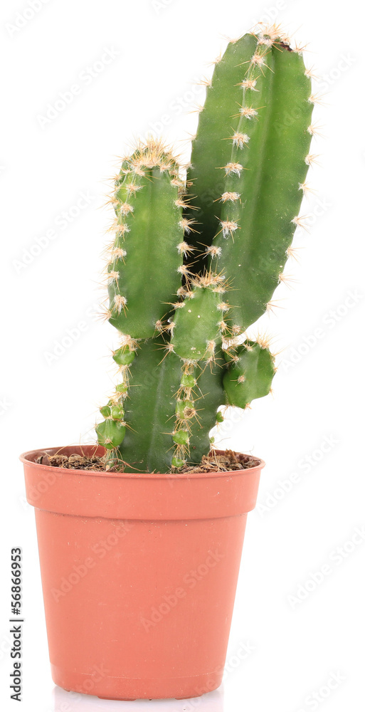 Cactus in flowerpot, isolated on white background Cactus in flowerpot, isolated on white background