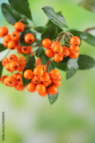 Pyracantha Firethorn orange berries with green leaves,