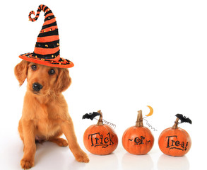 Halloween puppy