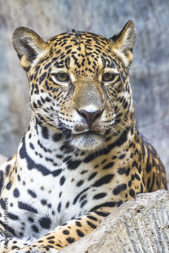 close up of a large Jaguar cat