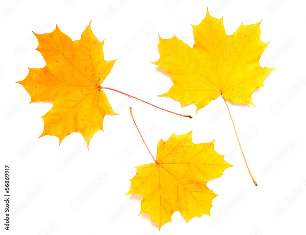 collection beautiful colorful autumn leaves collection beautiful colorful autumn leaves