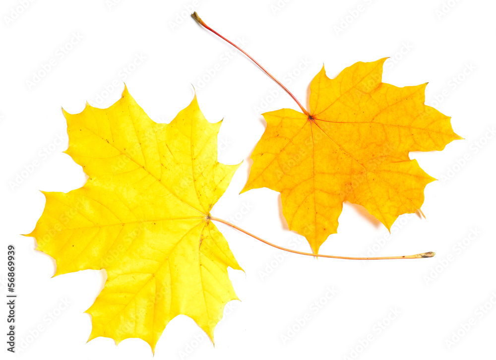 collection beautiful colorful autumn leaves collection beautiful colorful autumn leaves