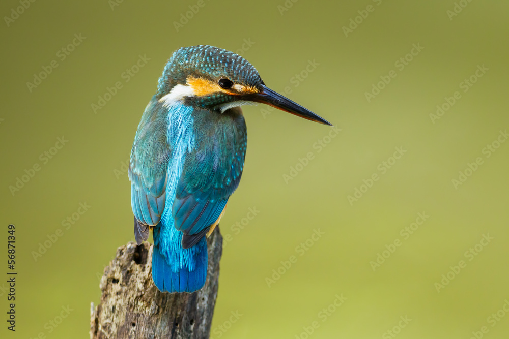 custom made wallpaper toronto digitalFull frame of Common Kingfisher in nature of Thailand