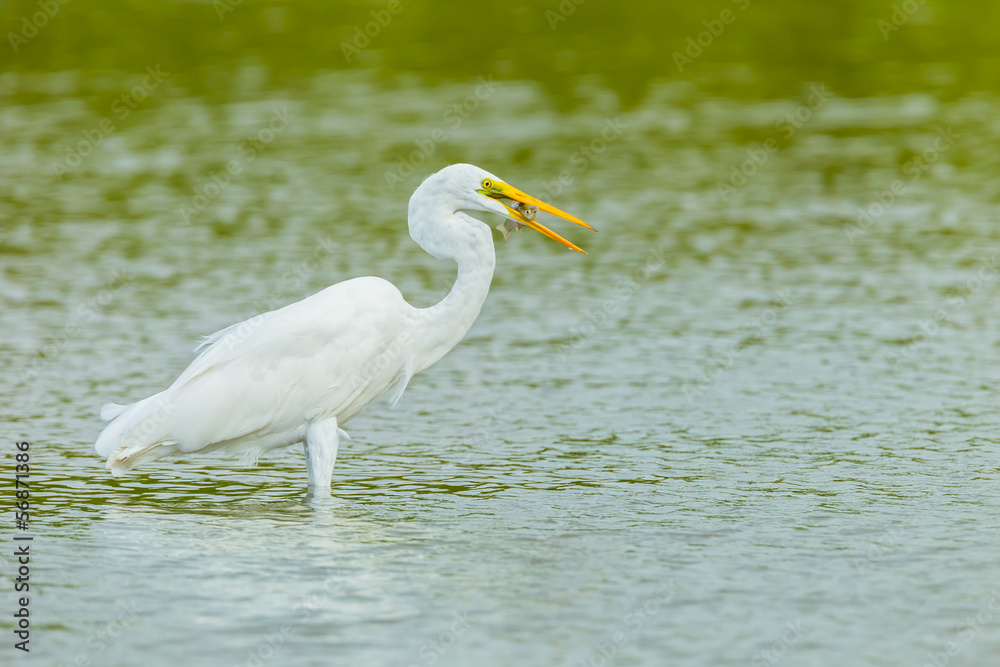 Eastern Great Egret with fish in her mount in nature Eastern Great Egret with fish in her mount in nature