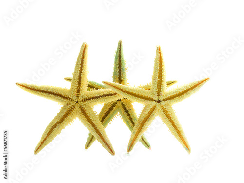 Yellow Starfish isolated on white