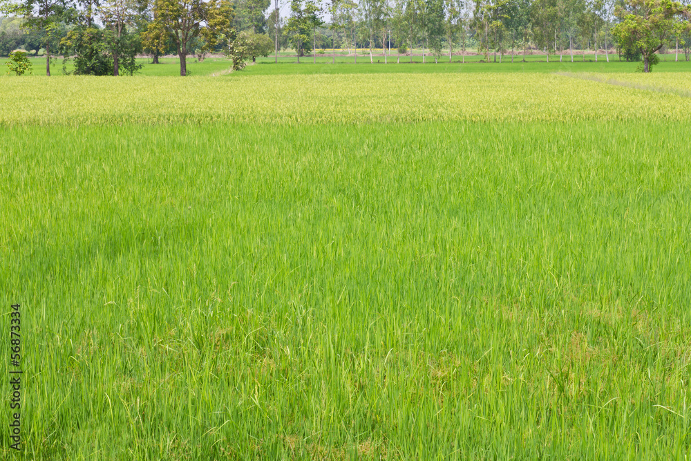 Obraz premium Background of the green paddy fields and golden grains grow