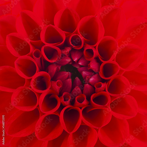 A red Dahlia flower